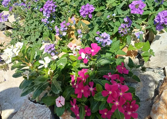 Mima فيلة Stolac